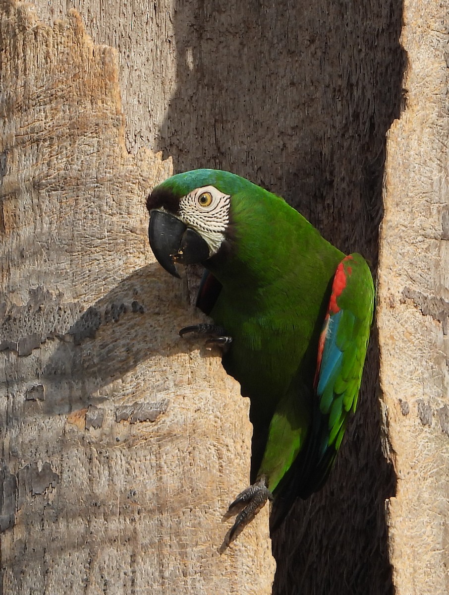 Chestnut-fronted Macaw - ML617946215