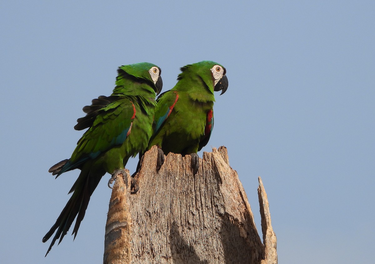 Chestnut-fronted Macaw - ML617946216