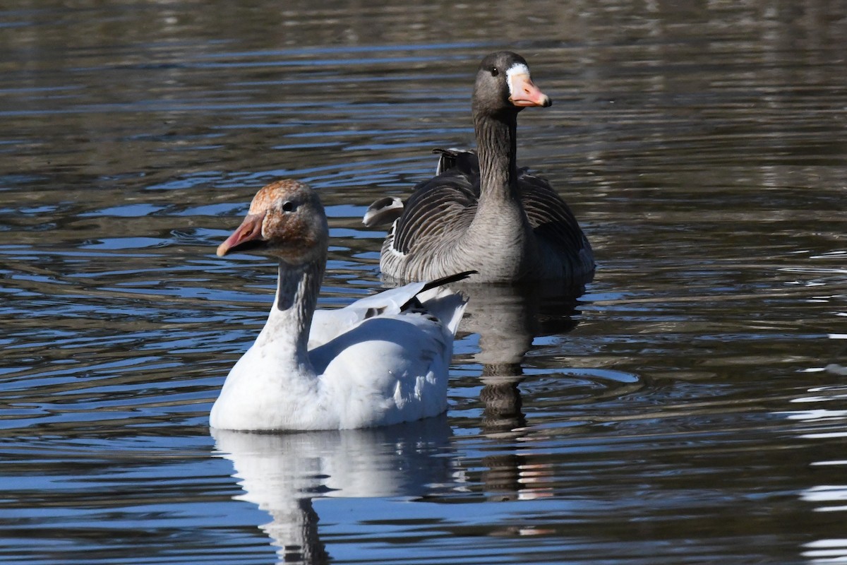 Greater White-fronted Goose - ML617946220