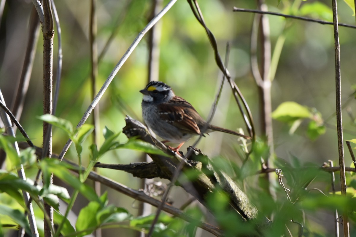 White-throated Sparrow - ML617946221