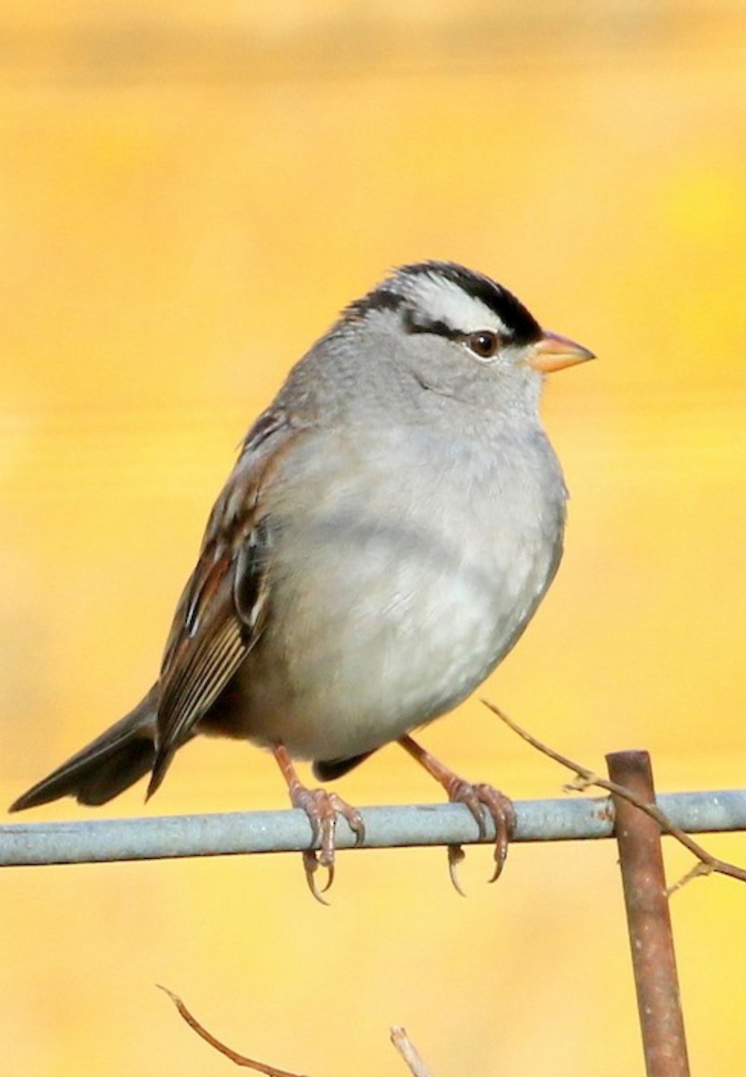 White-crowned Sparrow (Dark-lored) - ML617946252