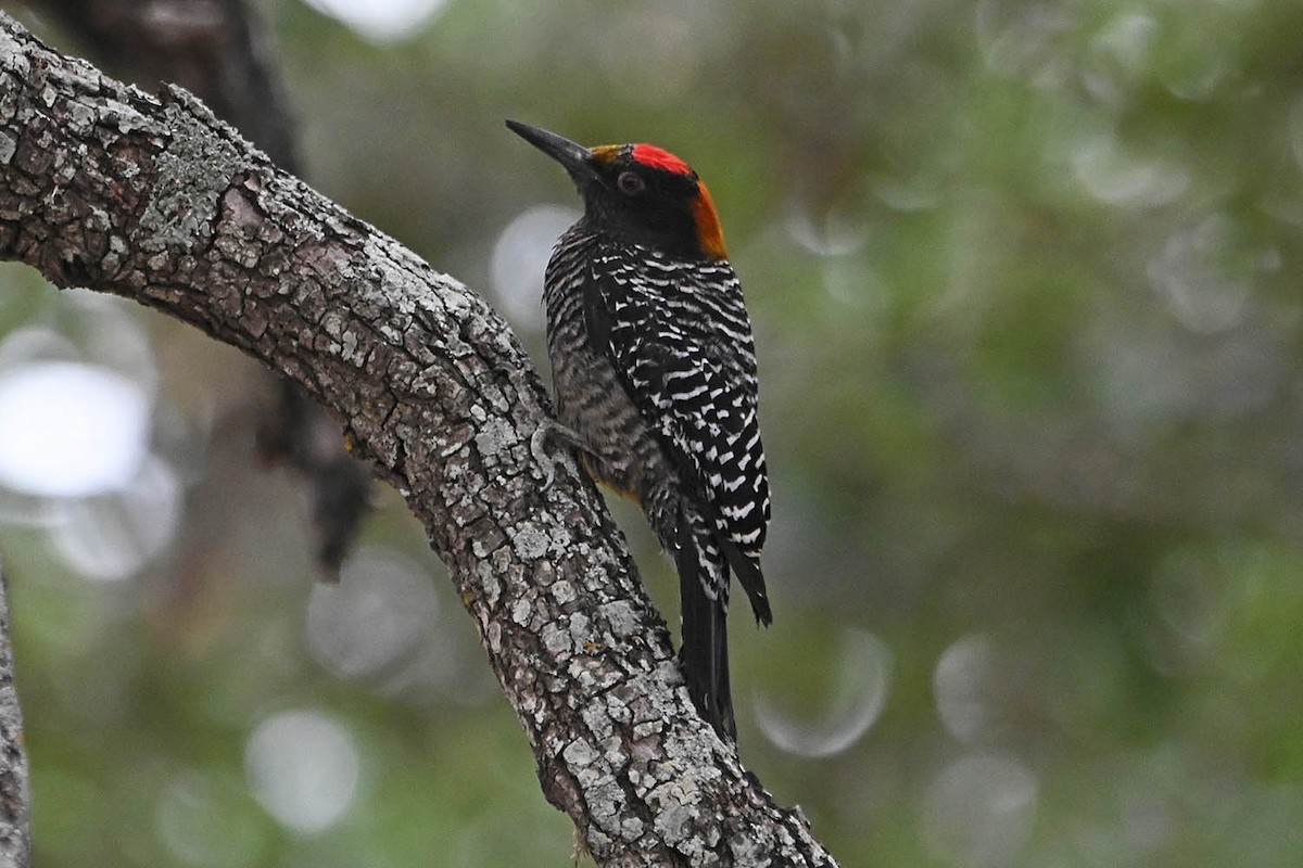 Golden-fronted Woodpecker - Troy Hibbitts