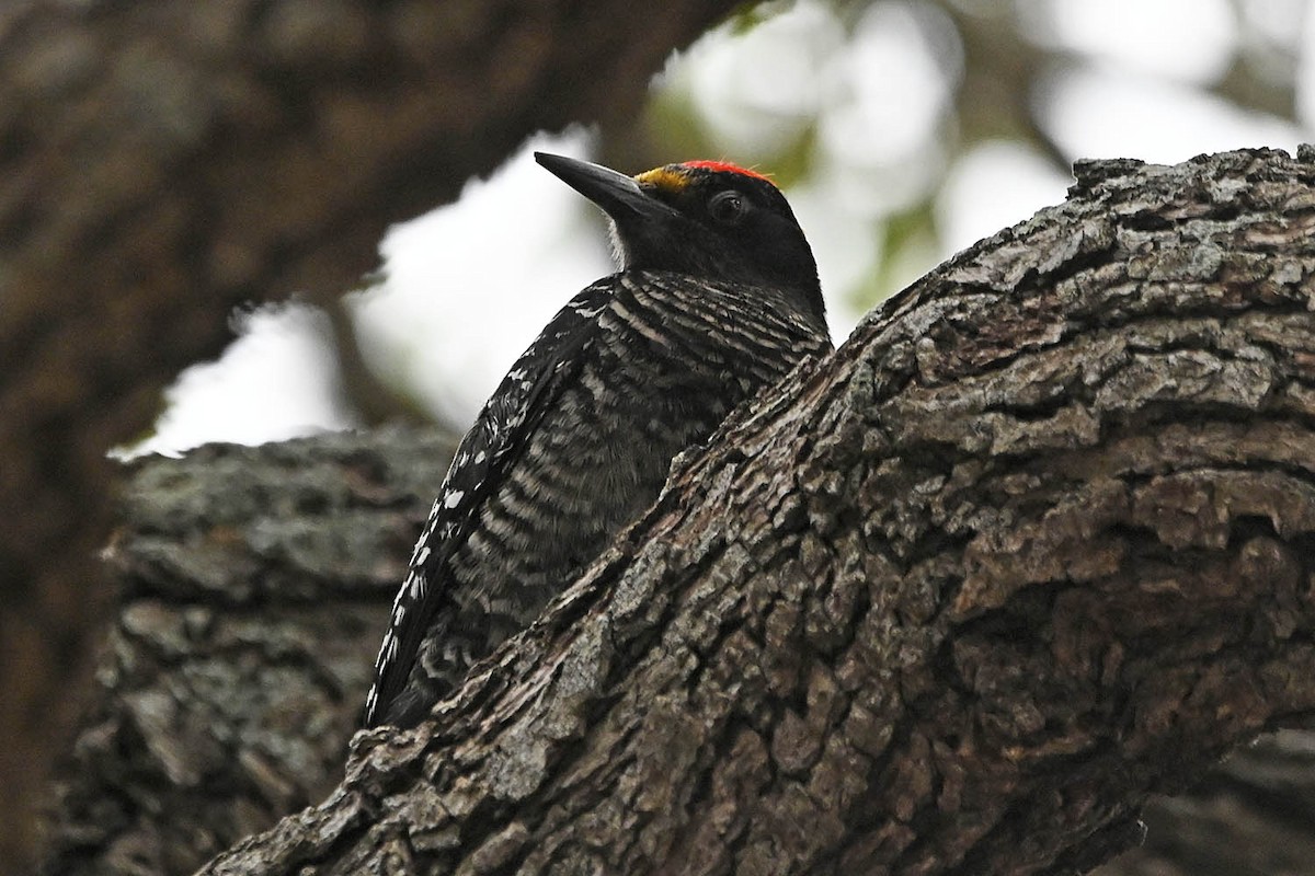 Golden-fronted Woodpecker - ML617946260