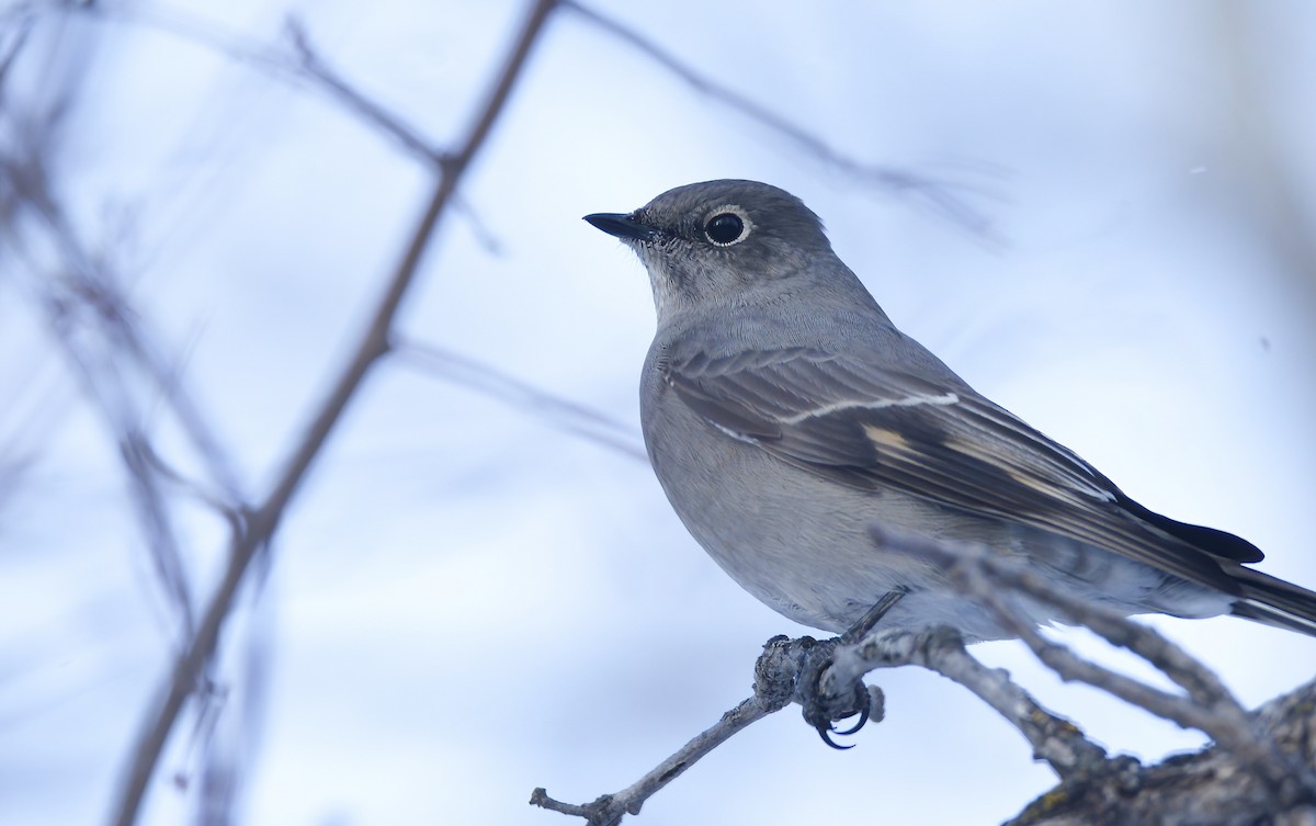 Townsend's Solitaire - ML617946287