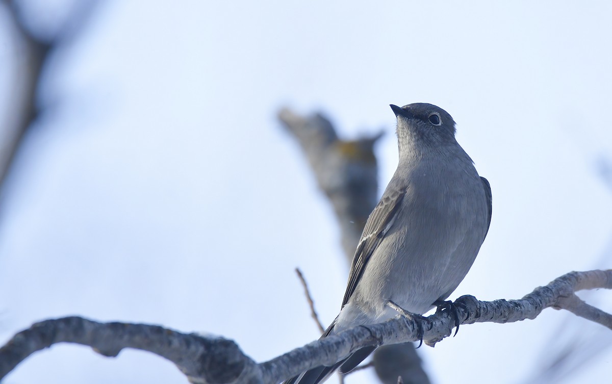 Townsend's Solitaire - ML617946288