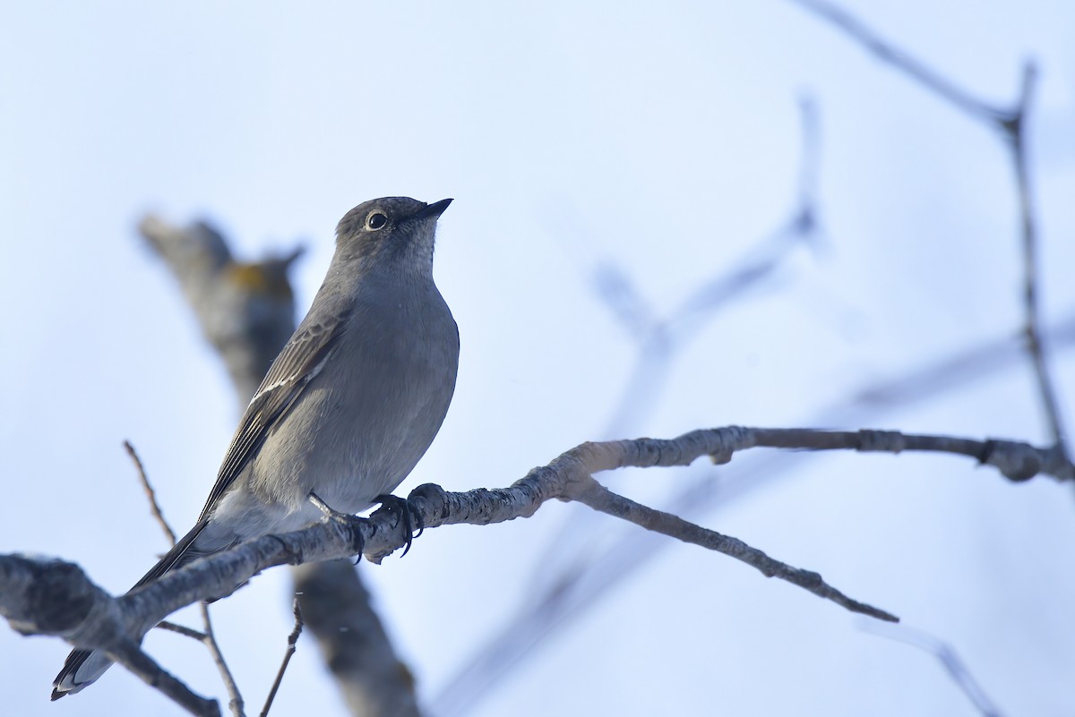 Townsend's Solitaire - ML617946289