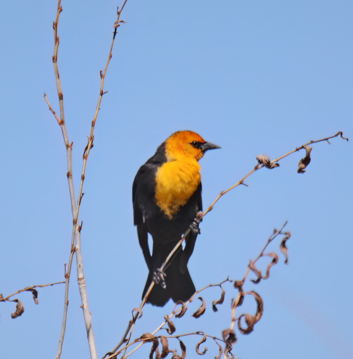 Yellow-headed Blackbird - ML617946290