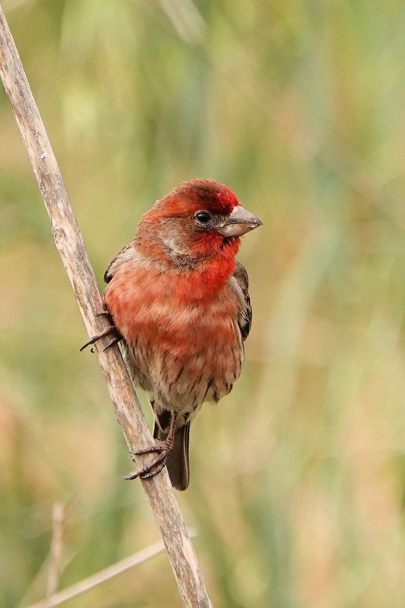 House Finch - Sue Foster