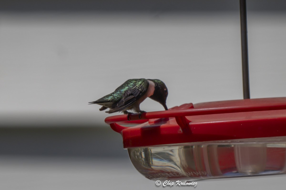 Ruby-throated Hummingbird - ML617946311