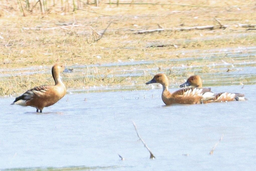 Fulvous Whistling-Duck - ML617946323