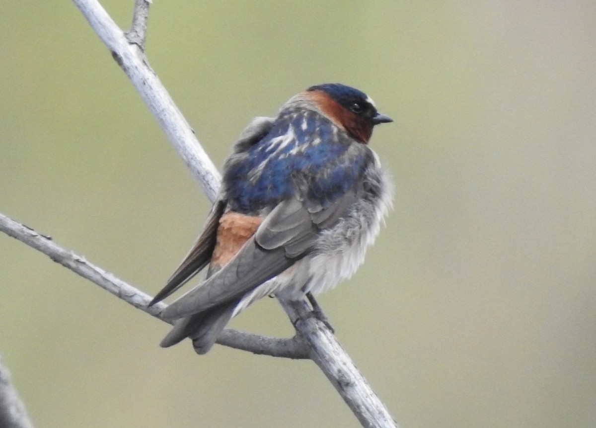Cliff Swallow - David McConnell