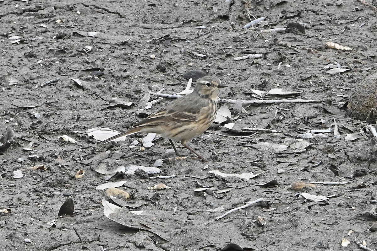 American Pipit - Troy Hibbitts
