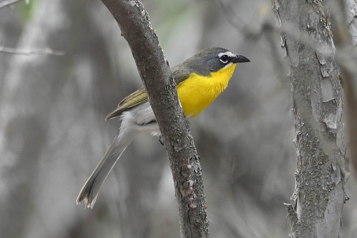 Yellow-breasted Chat - ML617946358
