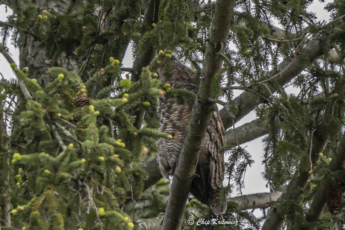 Great Horned Owl - ML617946360