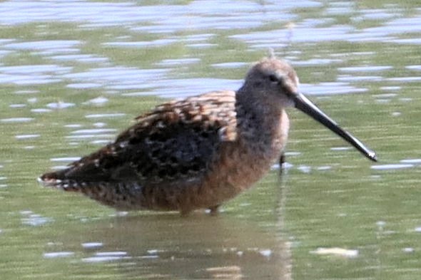 Long-billed Dowitcher - James Boughton