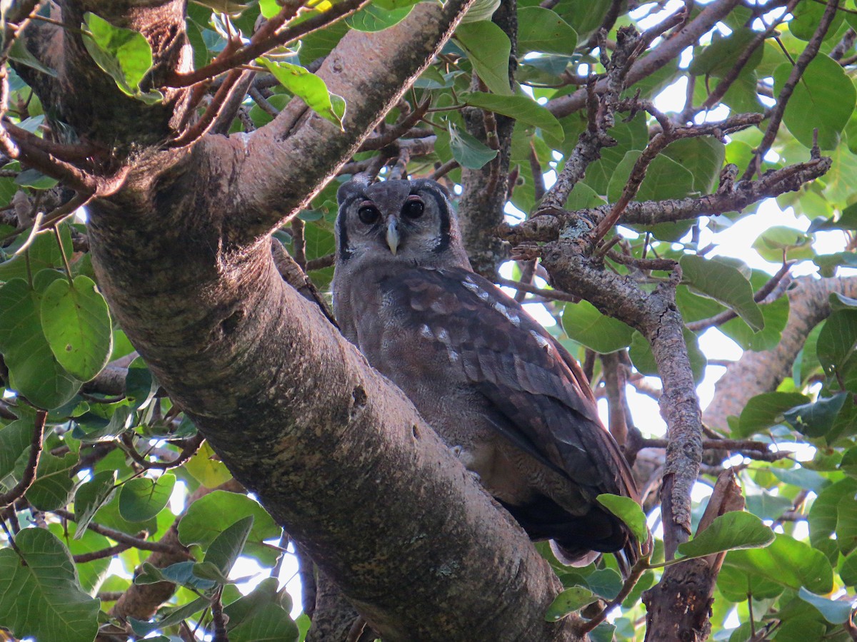 Verreaux's Eagle-Owl - ML617946399