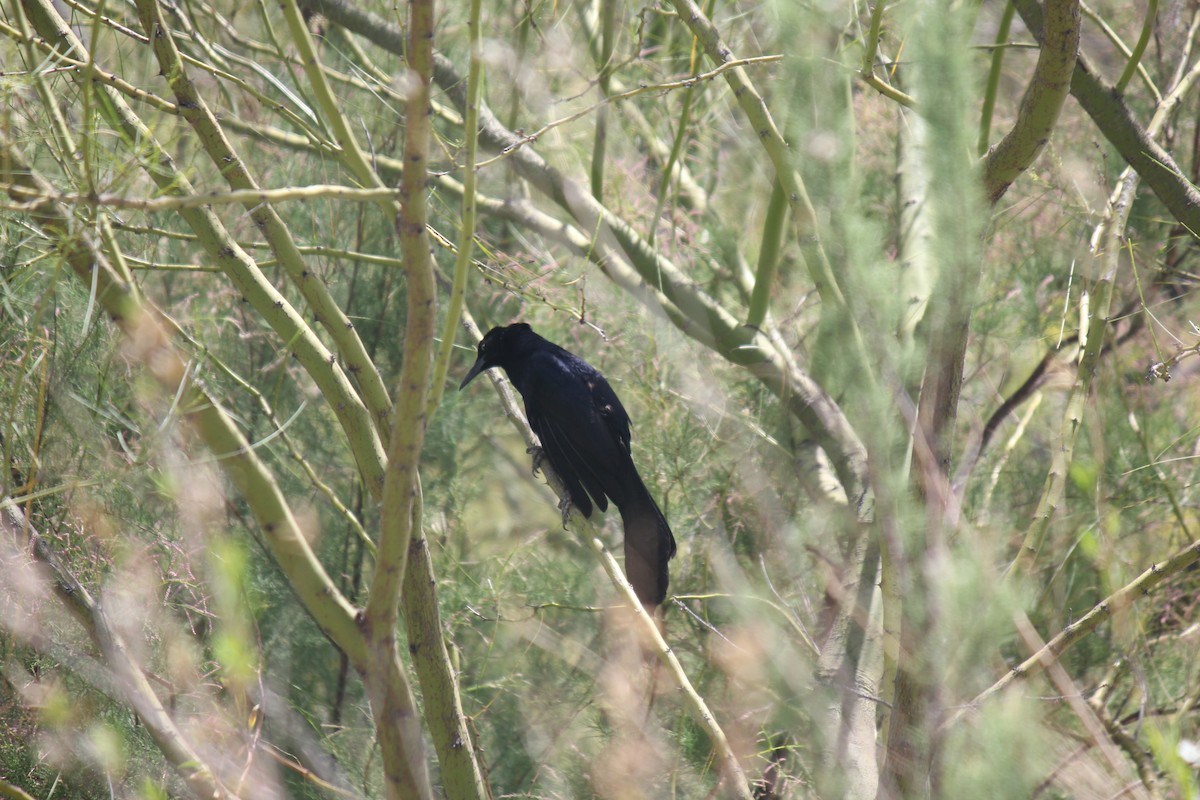 Great-tailed Grackle - ML617946415