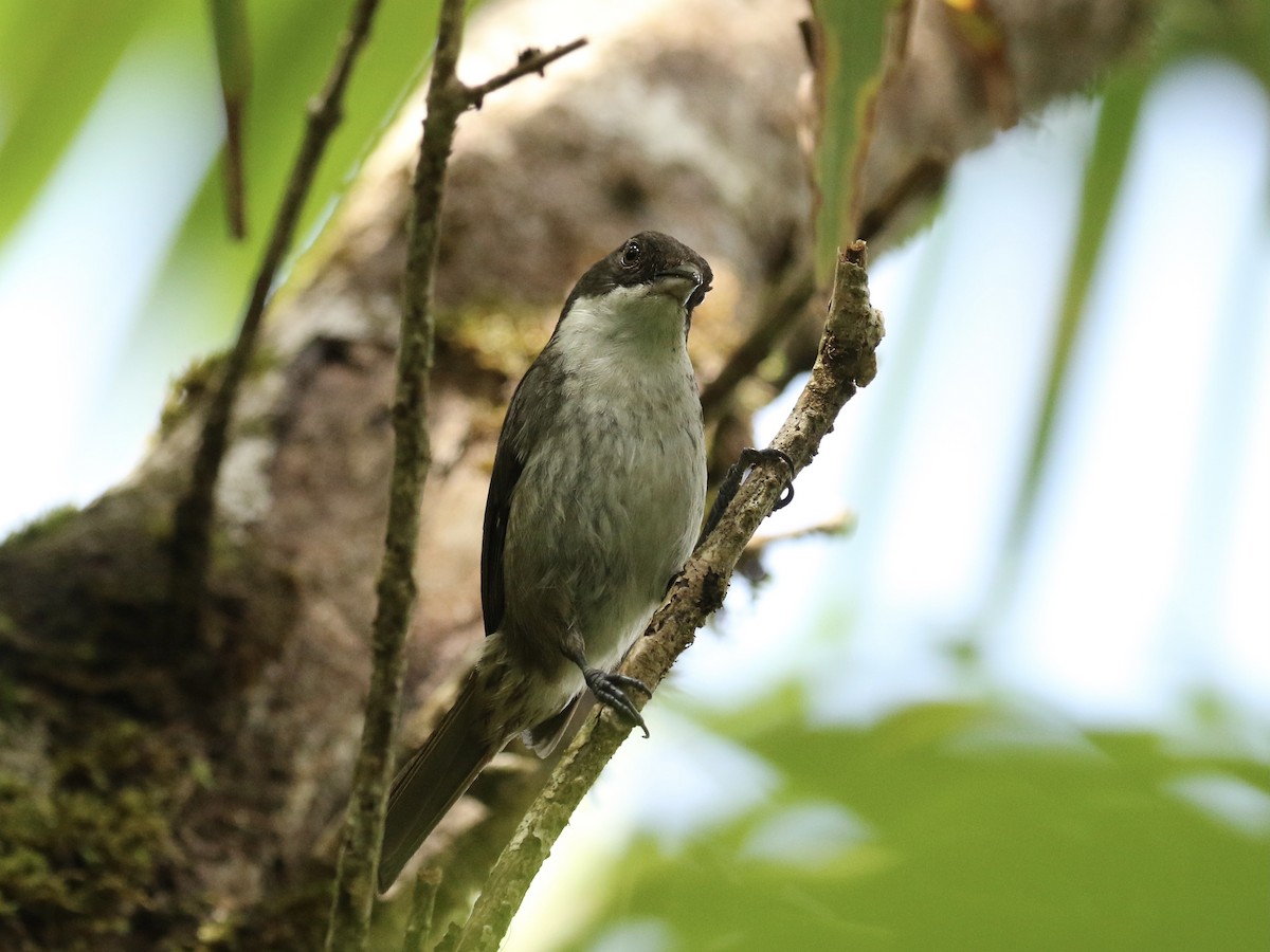Puerto Rican Tanager - ML617946417