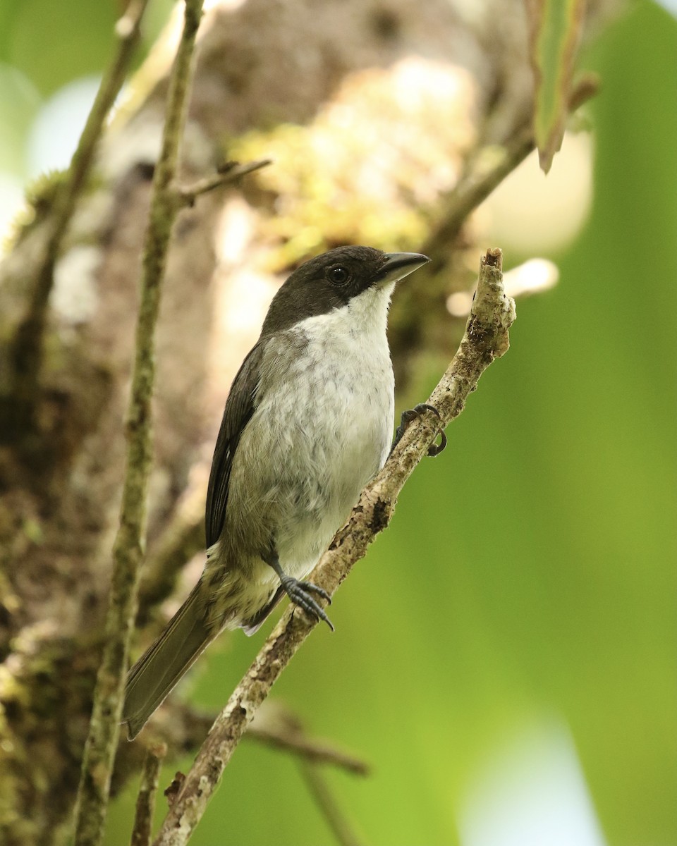 Puerto Rican Tanager - ML617946418