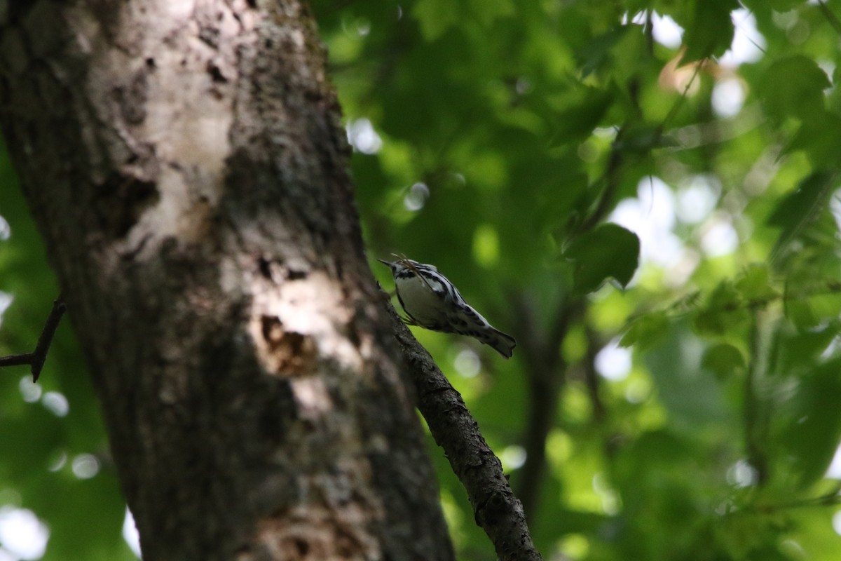 Black-and-white Warbler - ML617946422