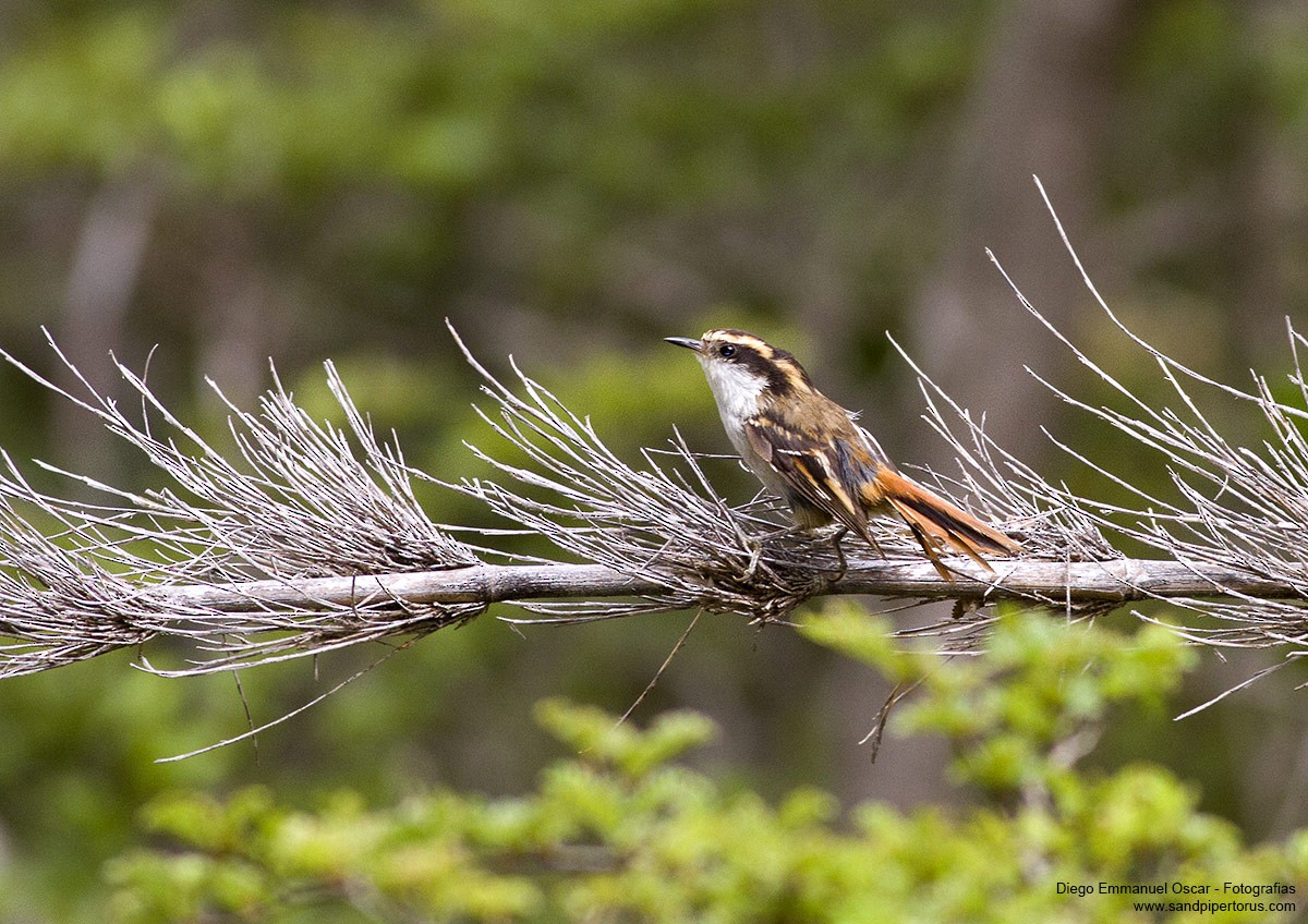 Thorn-tailed Rayadito - Diego Oscar / Sandpiper Birding & Tours