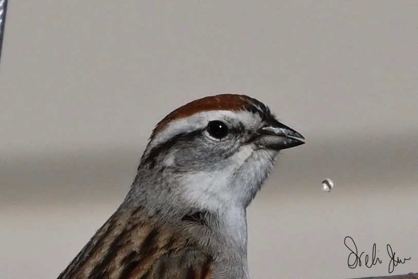 Chipping Sparrow - ML617946463