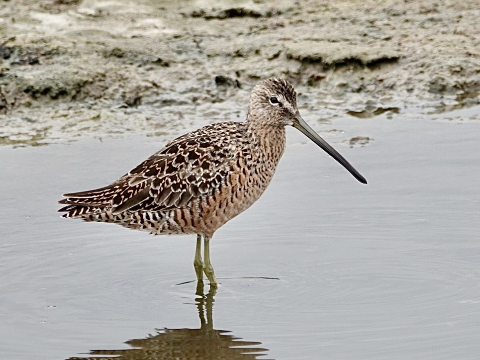 Long-billed Dowitcher - ML617946476