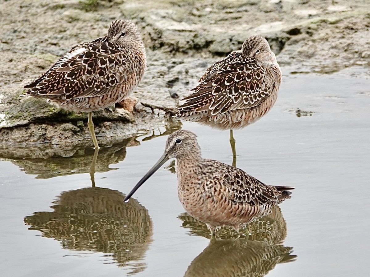 Long-billed Dowitcher - ML617946477