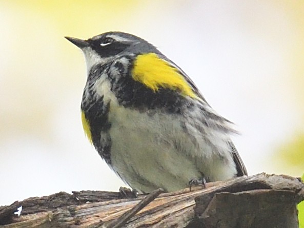 Yellow-rumped Warbler - Colin Fisher