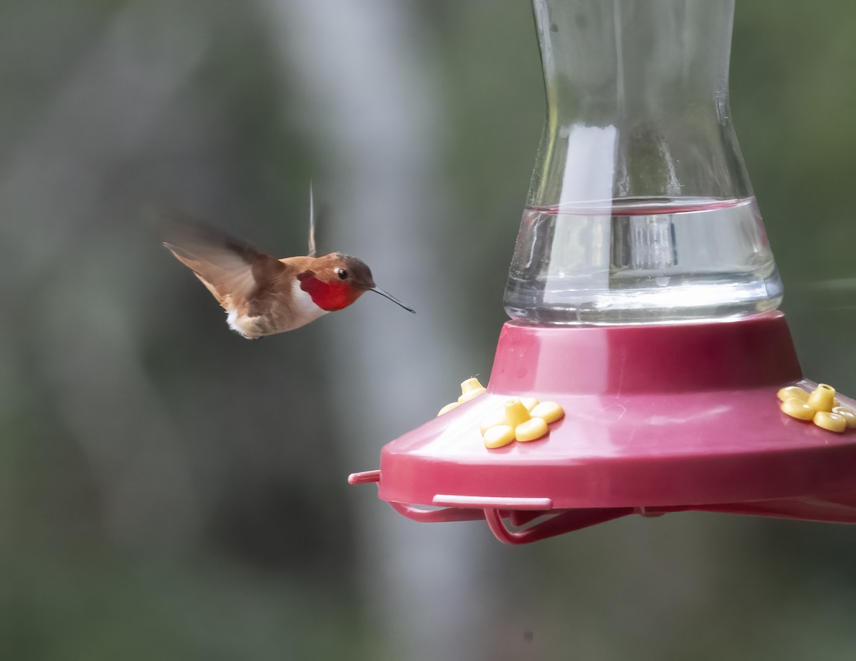 Rufous Hummingbird - Ken Langelier