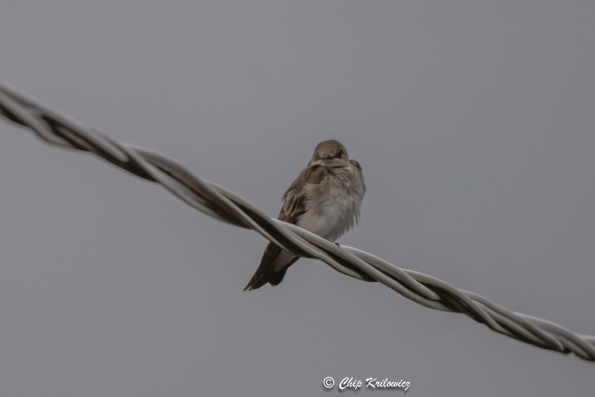 Northern Rough-winged Swallow - ML617946501