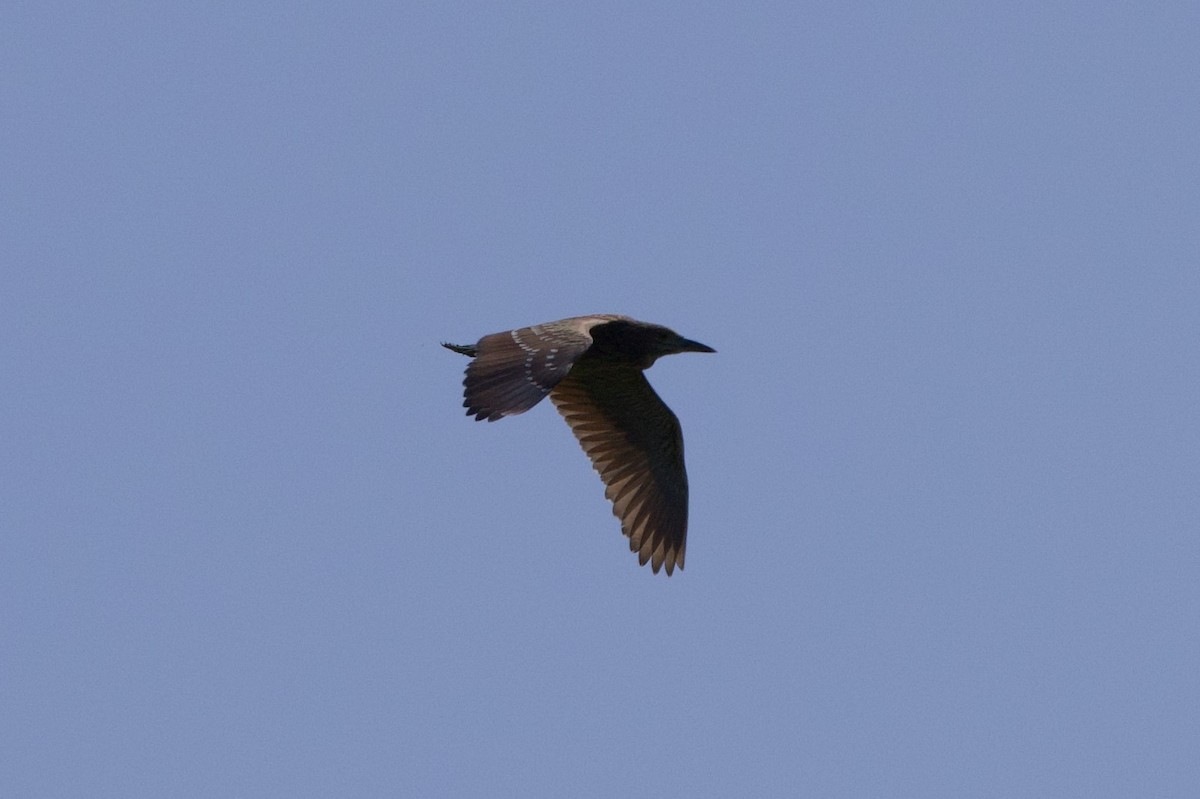 Black-crowned Night Heron - Michael St John