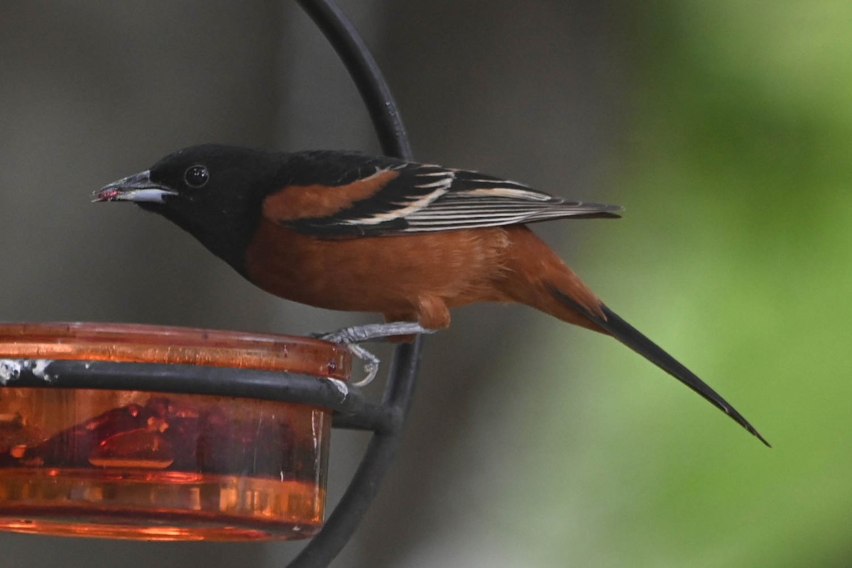 Orchard Oriole - ML617946527