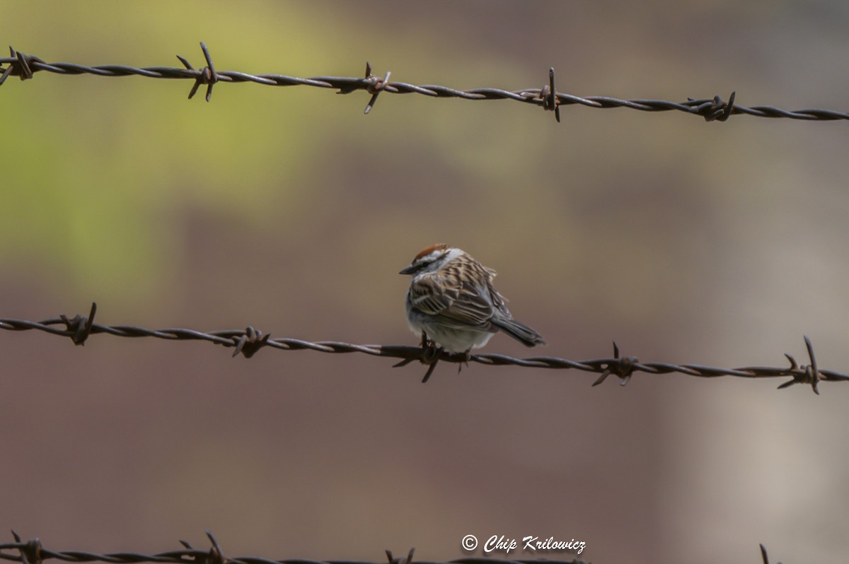 Chipping Sparrow - Chip Krilowicz