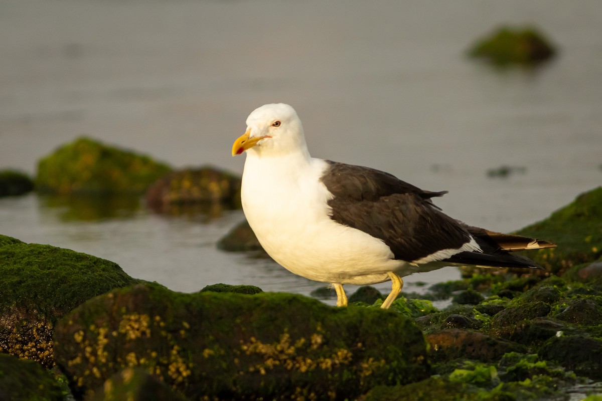 Kelp Gull (dominicanus) - Ariel Cabrera Foix