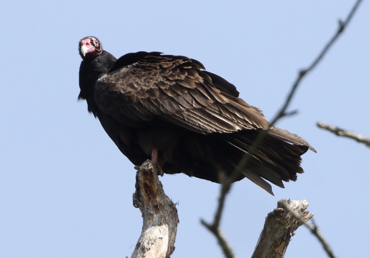 Turkey Vulture - ML617946580