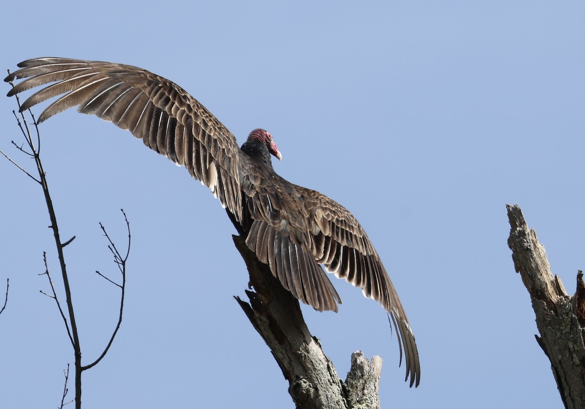 Turkey Vulture - Michael Pogue