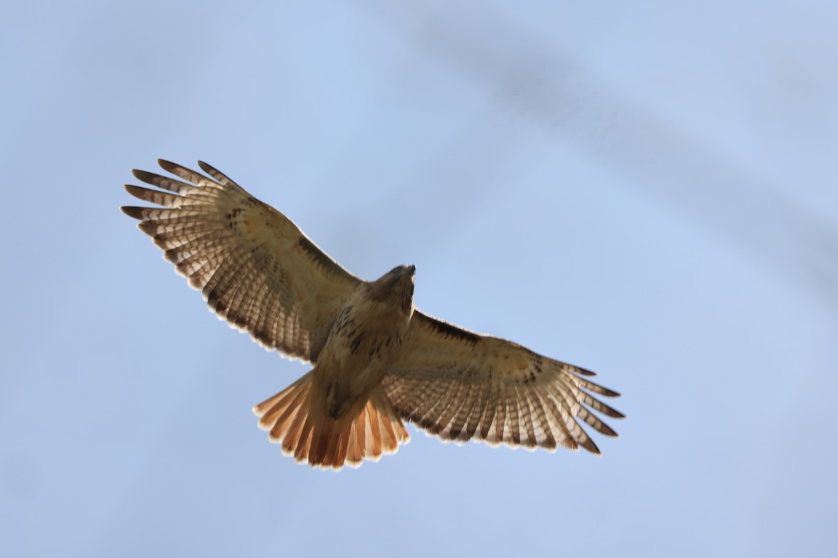 Red-tailed Hawk - ML617946610