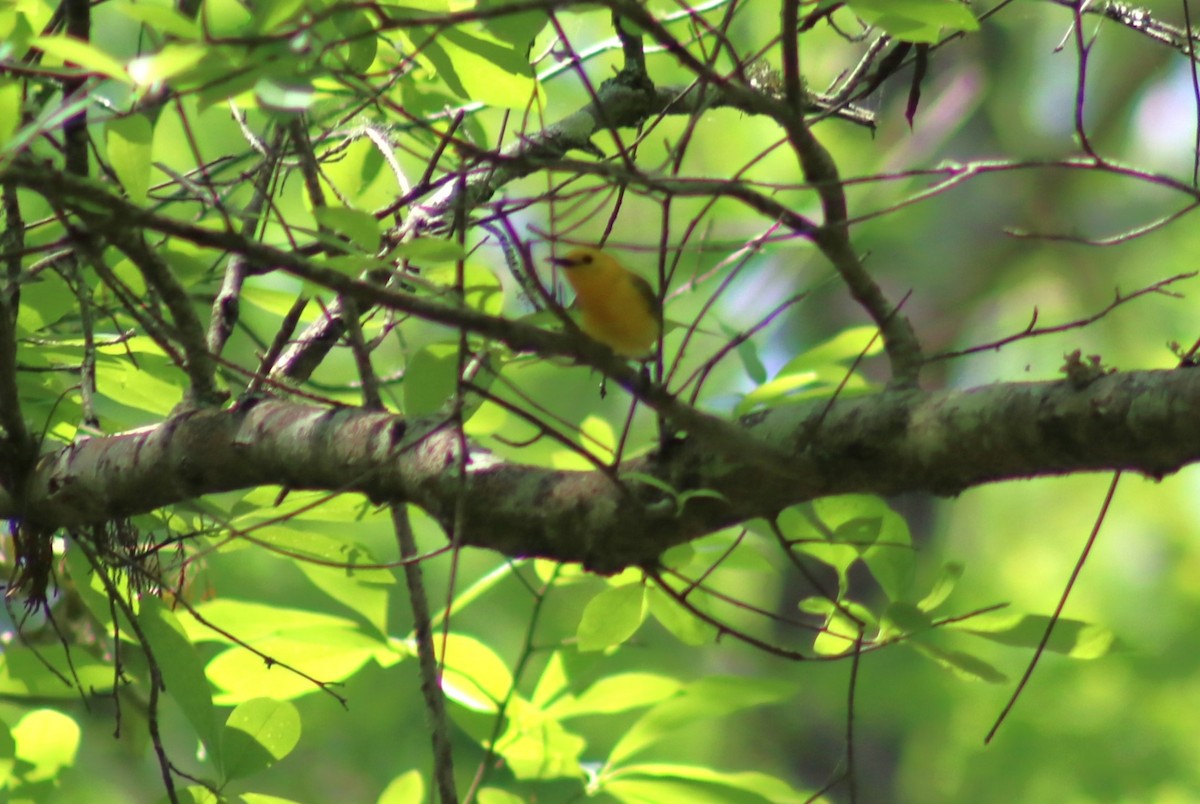 Prothonotary Warbler - ML617946615
