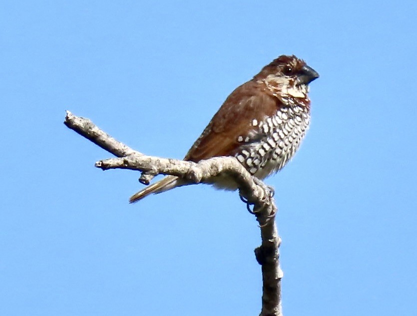 Scaly-breasted Munia - Lois Goldfrank
