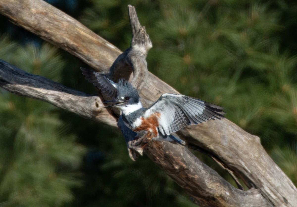 Belted Kingfisher - ML617946695