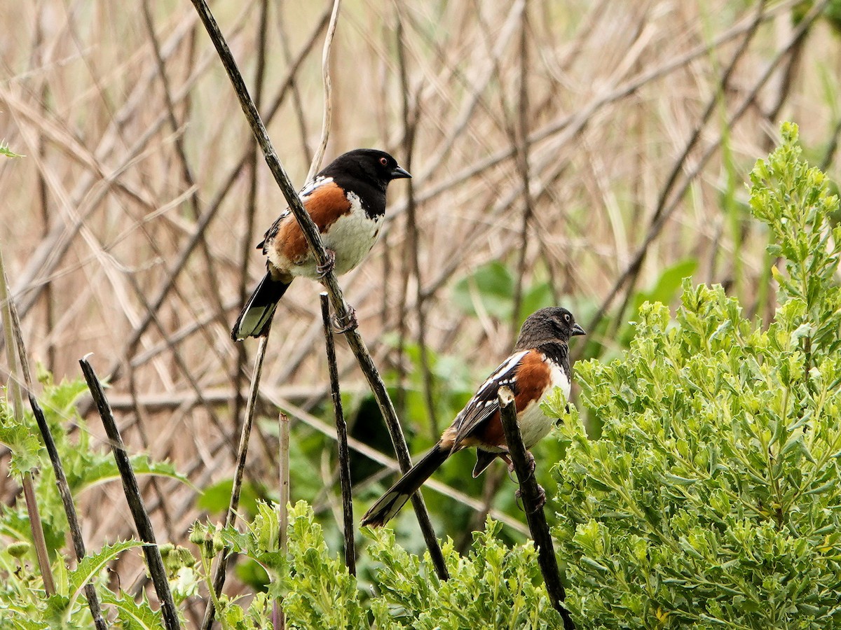 Spotted Towhee - ML617946735