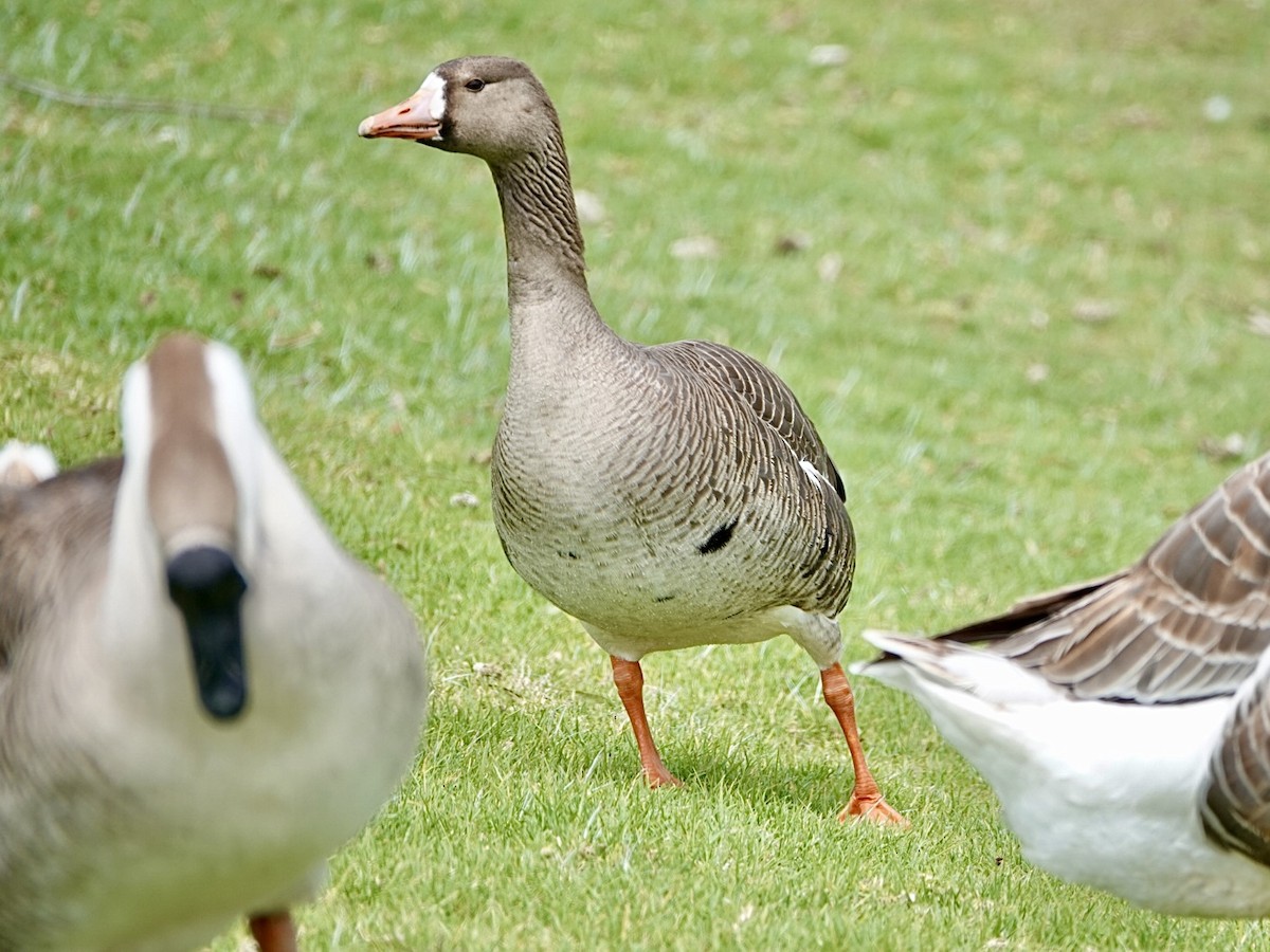 Greater White-fronted Goose - ML617946772