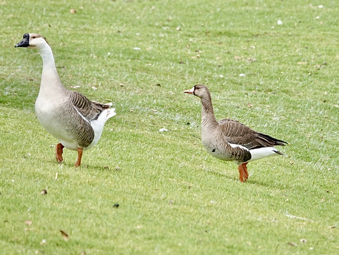 Greater White-fronted Goose - ML617946773
