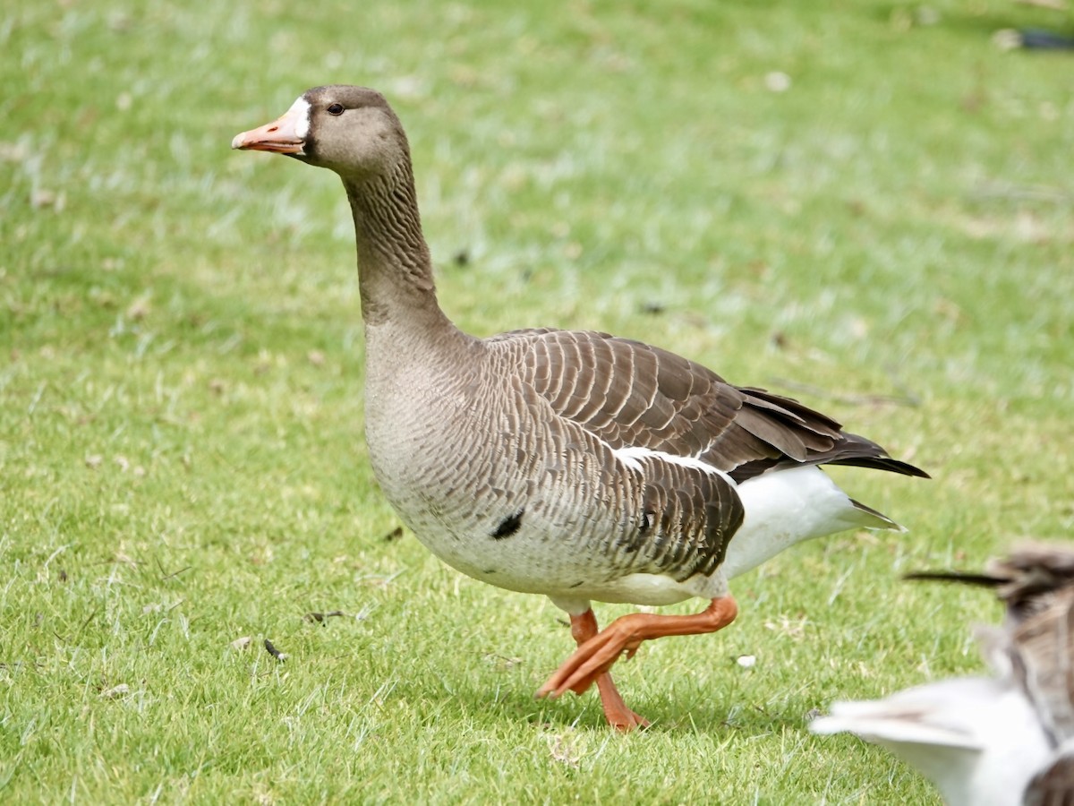 Greater White-fronted Goose - ML617946774