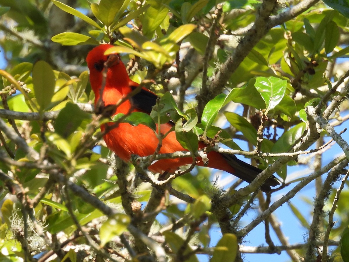 Scarlet Tanager - ML617946786