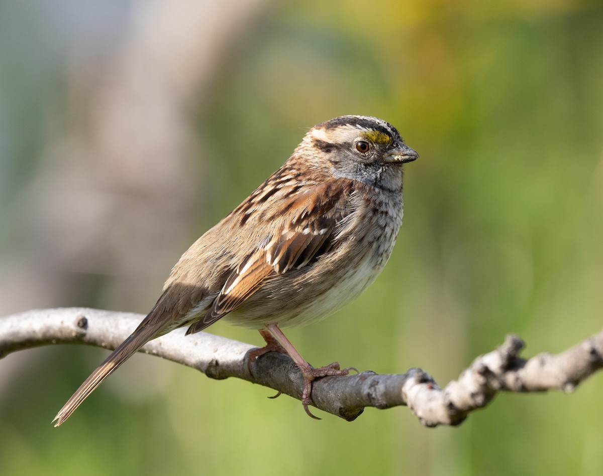 White-throated Sparrow - Scott Murphy