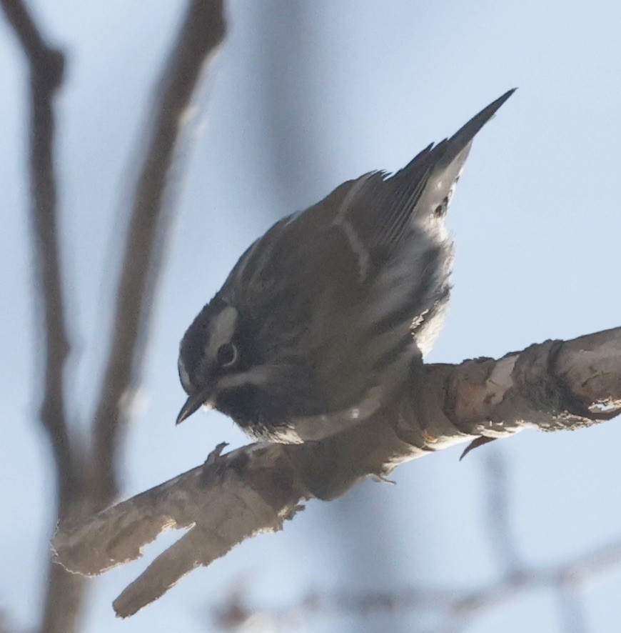 Black-and-white Warbler - ML617946821