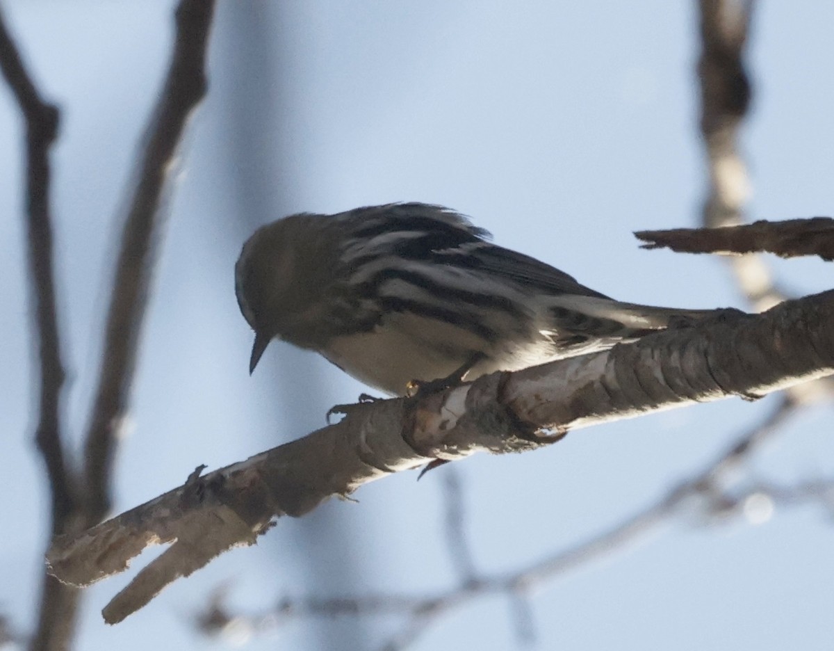Black-and-white Warbler - ML617946822