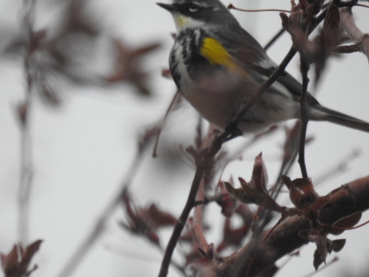 Yellow-rumped Warbler (Myrtle) - ML617946824